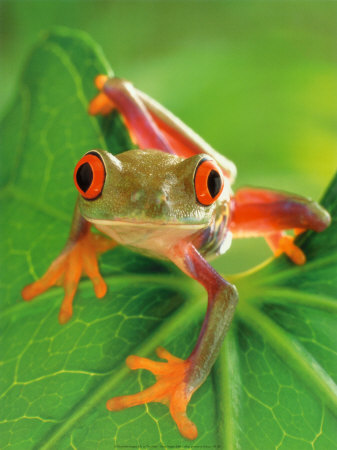 [http://gardenstockpot.files.wordpress.com/2011/03/frogs-33.jpg]